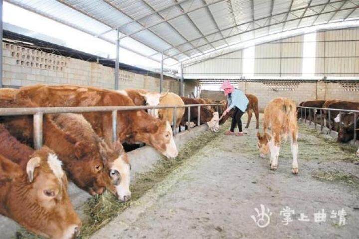 肉牛养殖西门塔尔牛,肉牛养殖方法