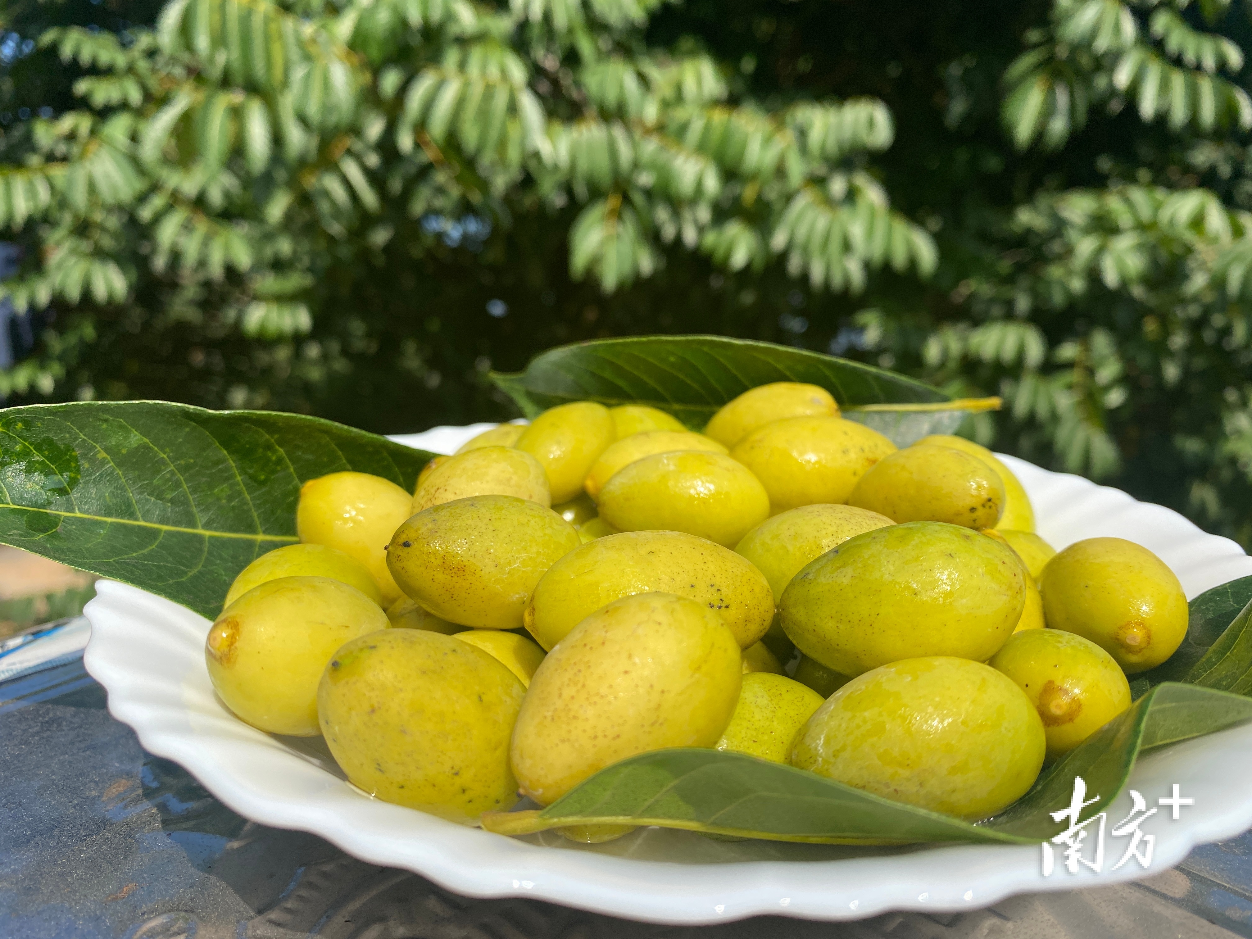 市面上好吃的橄榄有几个品种,橄榄的种类和区别