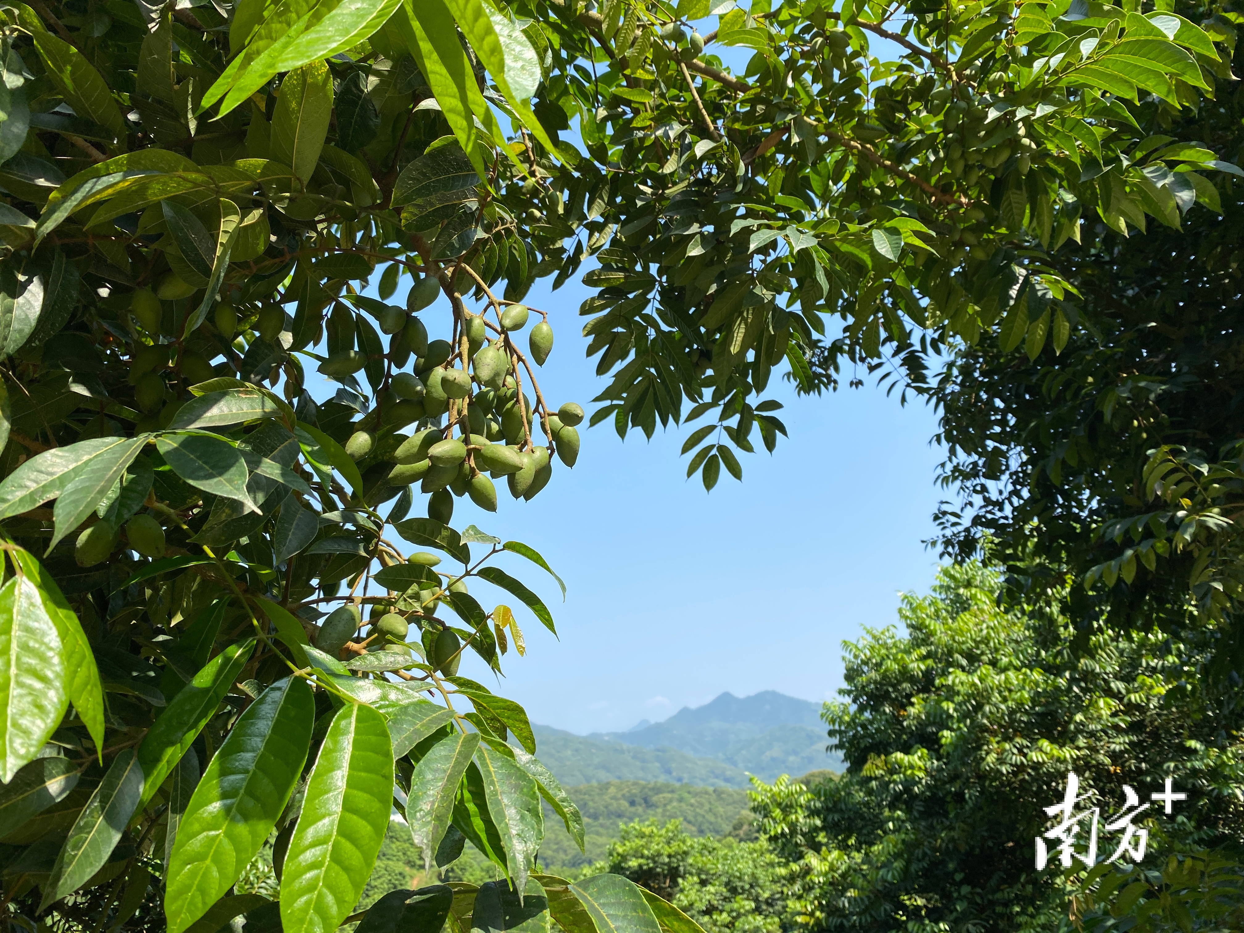 南方特稿丨小橄榄大突围