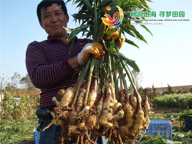 威海“姜”山如此多娇，引无数英雄竞折腰