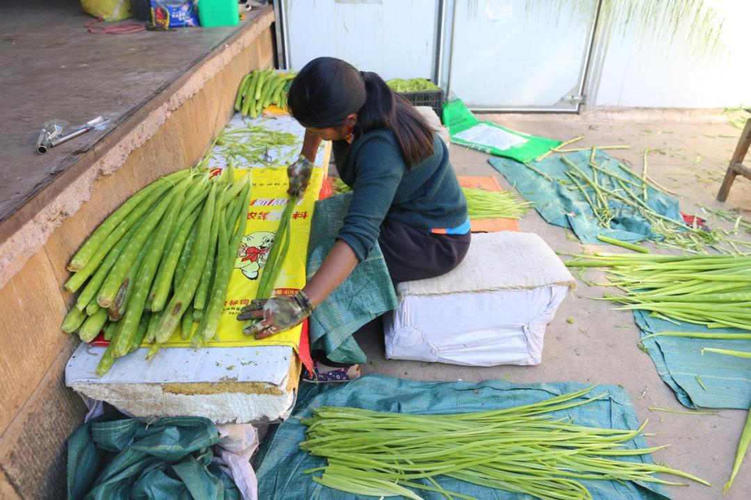 冬季也能鼓起钱袋，“奥秘”就在它！