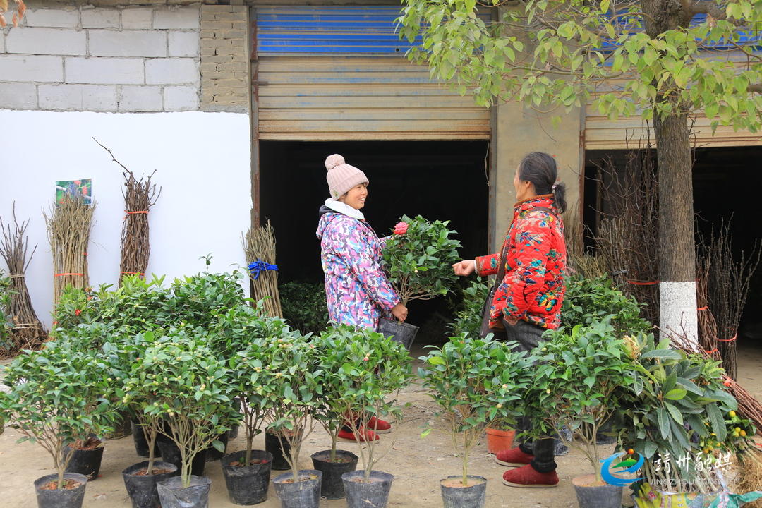 新春走基层|靖州：苗木市场人气旺花卉果木购销忙