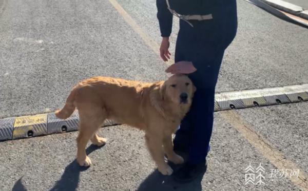 小金毛走丢找警察,小金毛闯进消防队