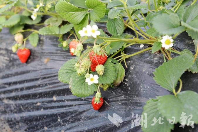 四季春农业园草莓采摘,云海生态草莓采摘园