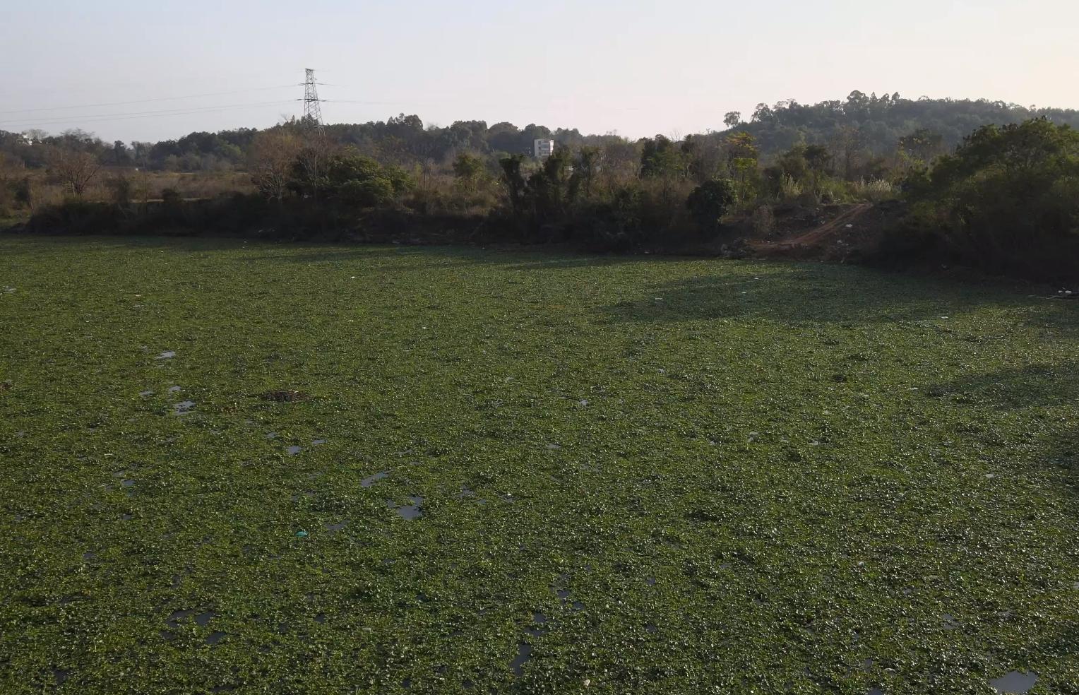 南宁一河段水葫芦疯长，市民称比往年提前一两个月，当地河长办：年后每天都在清理，可能和干旱有关