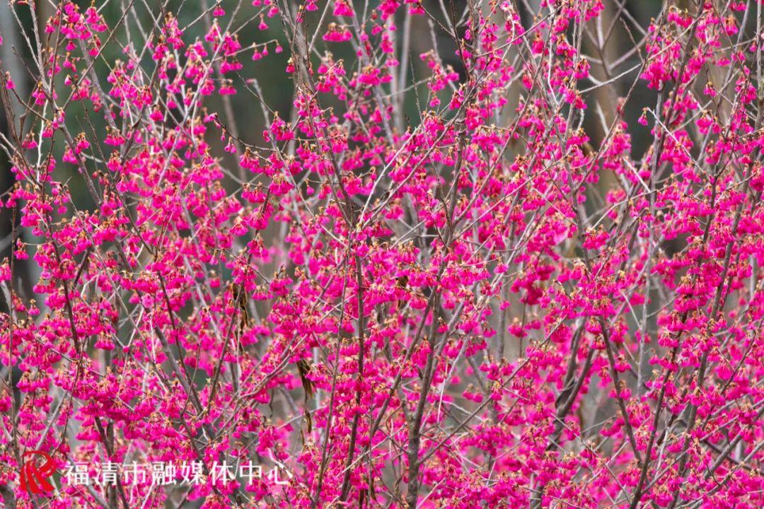 福清赏樱花,福清粉色樱花