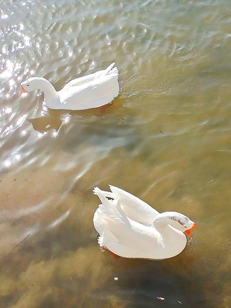 东北河流开冻,七九河会冻开吗