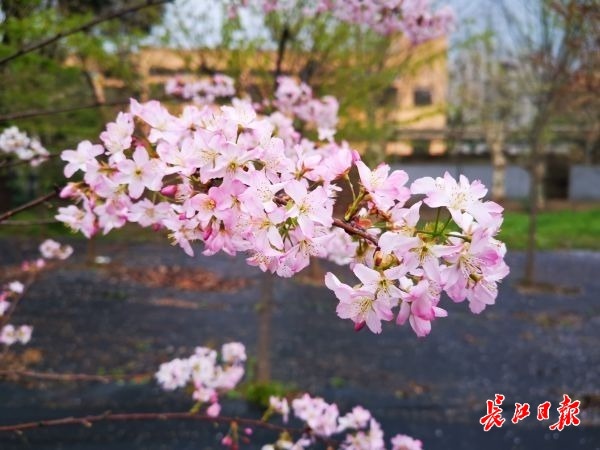 在樱花校园怎么找到自己的老家,樱花最开始的初始地是哪里