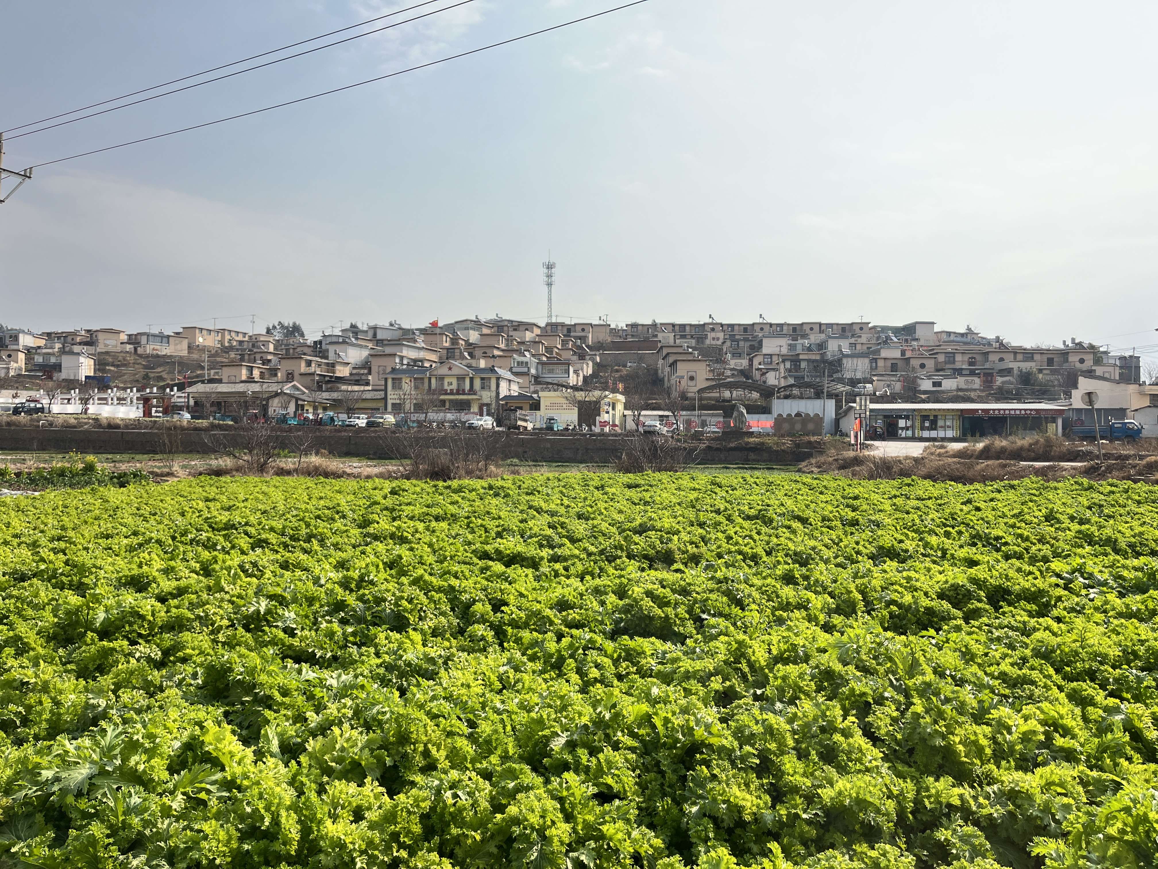 乡村振兴正当时返乡创业,乡村振兴小农经济