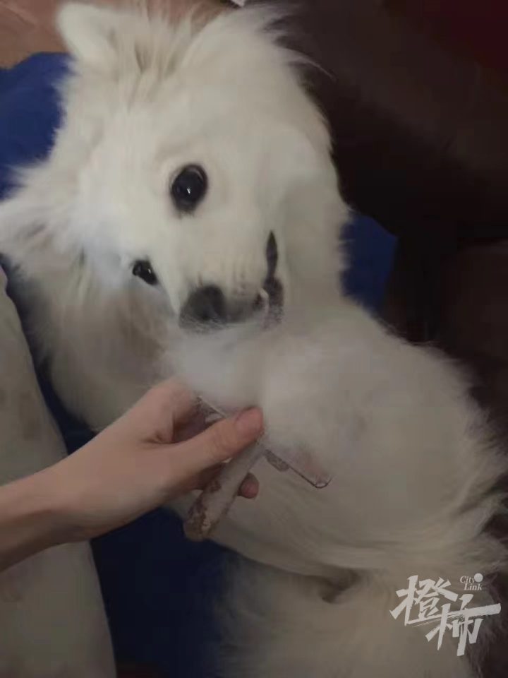 毛孩子掉毛如何处理,毛孩子掉毛怎么清理