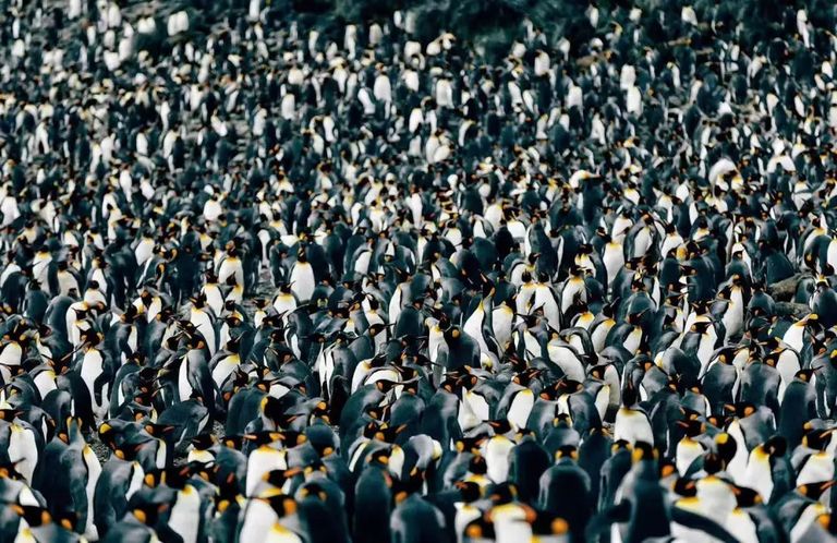 谁花了20万去南极找罪受？？