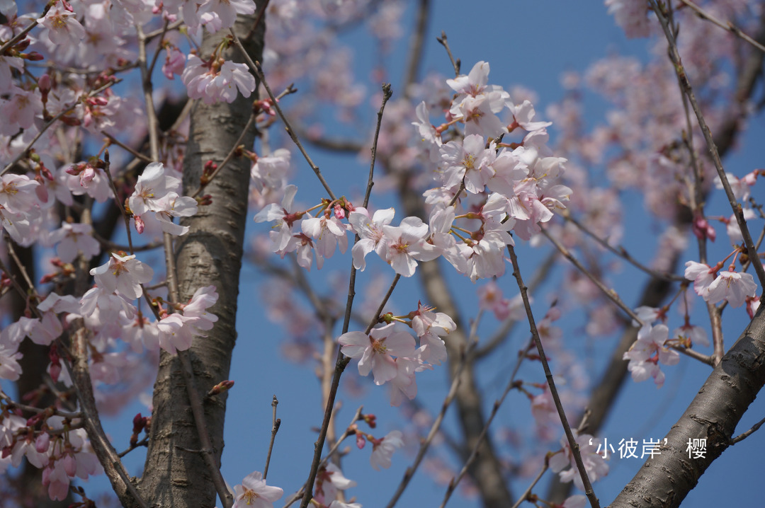 春季赏樱指南,赏樱技巧