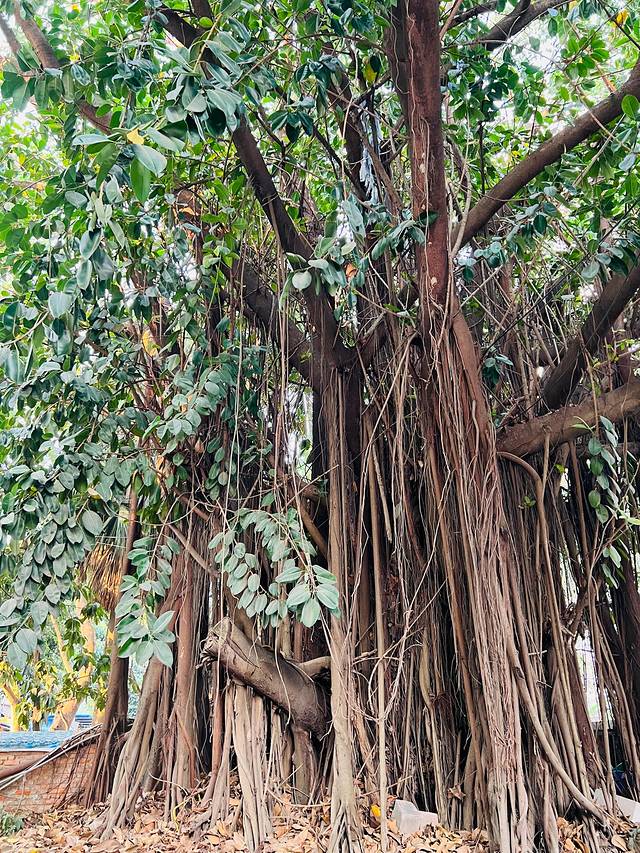 去四川5日游攻略,去云南和四川攻略