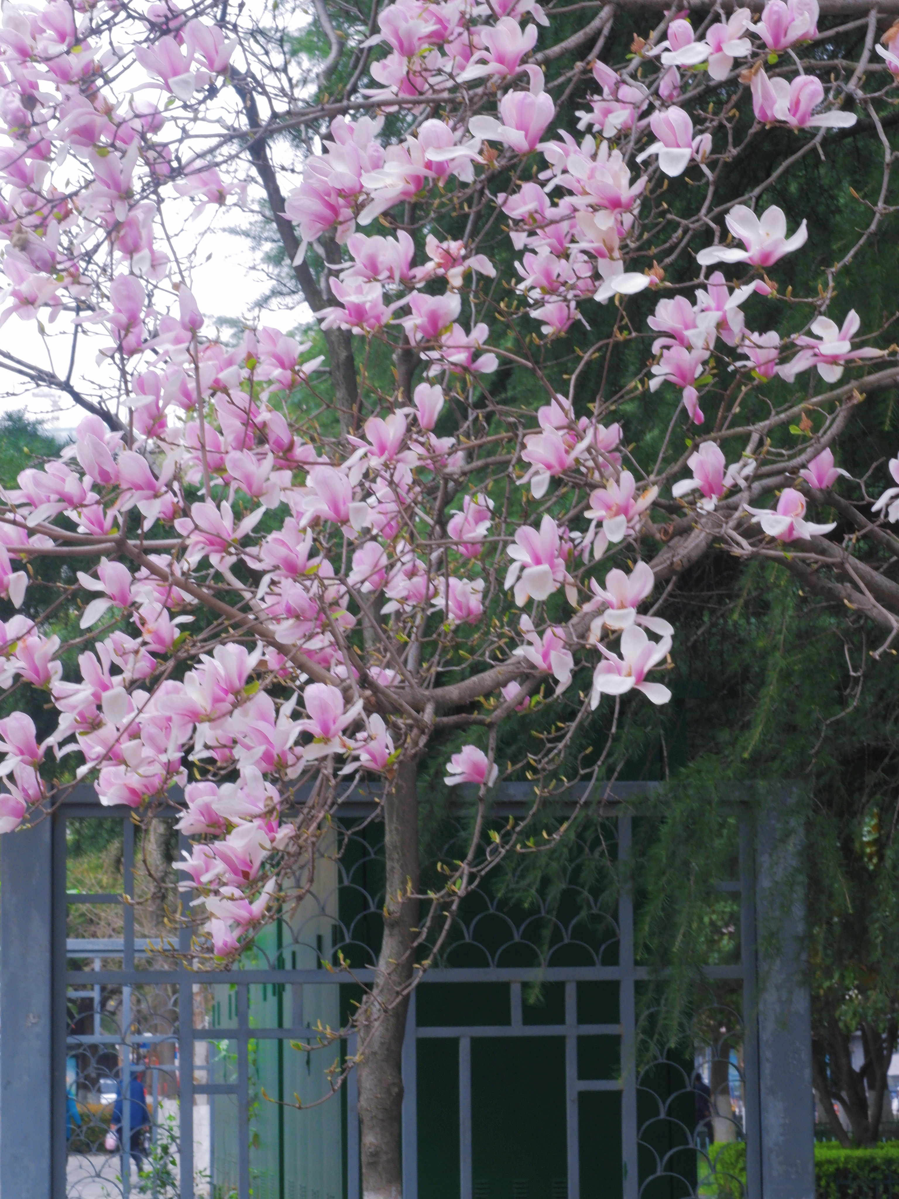 3月赏花全攻略,上班路上赏花走花路