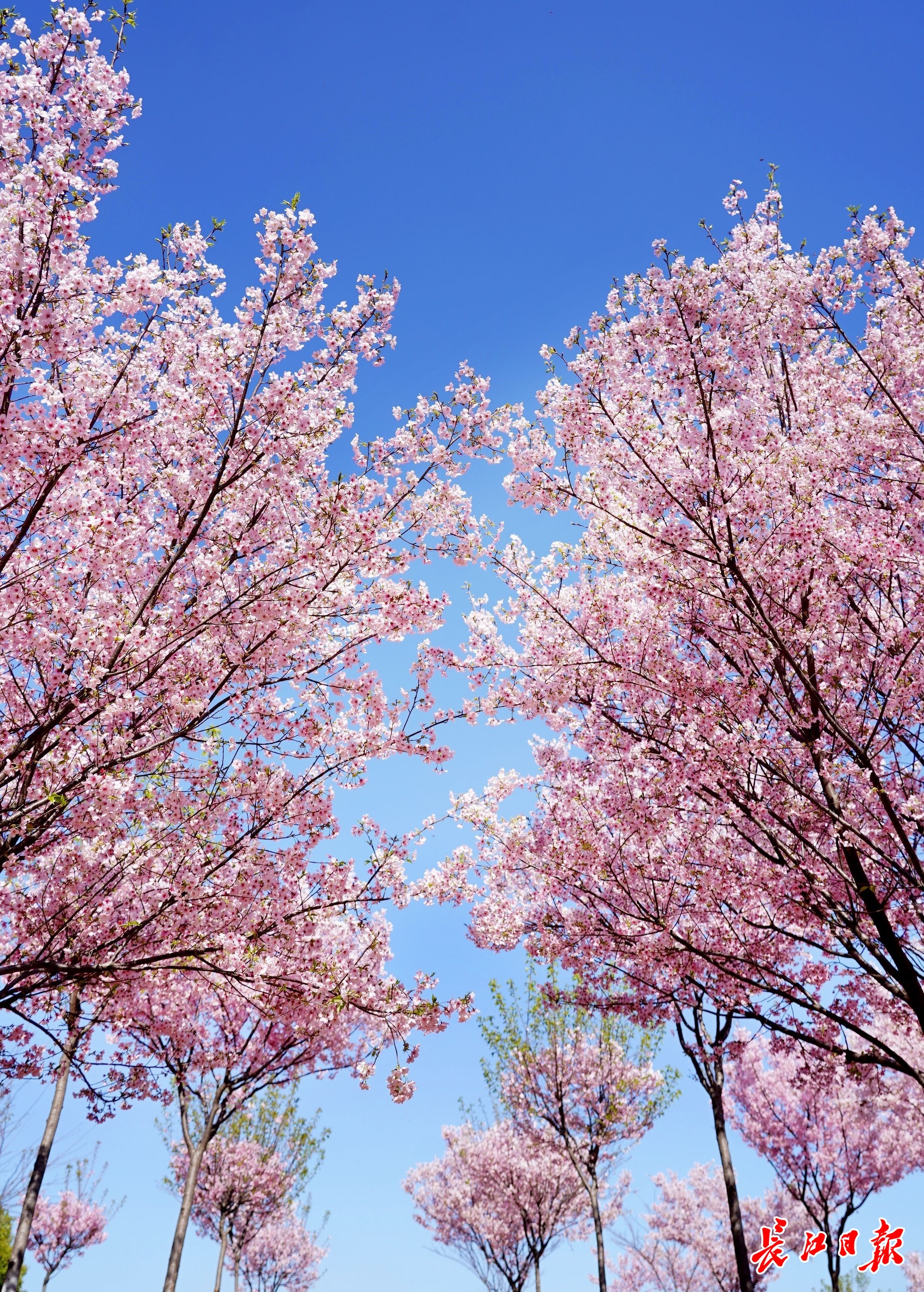 少女心粉色系美图,春季美图高清粉色系