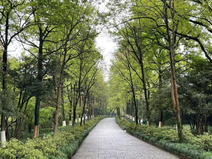 杭州出游免门票推荐,杭州游玩怎样免门票