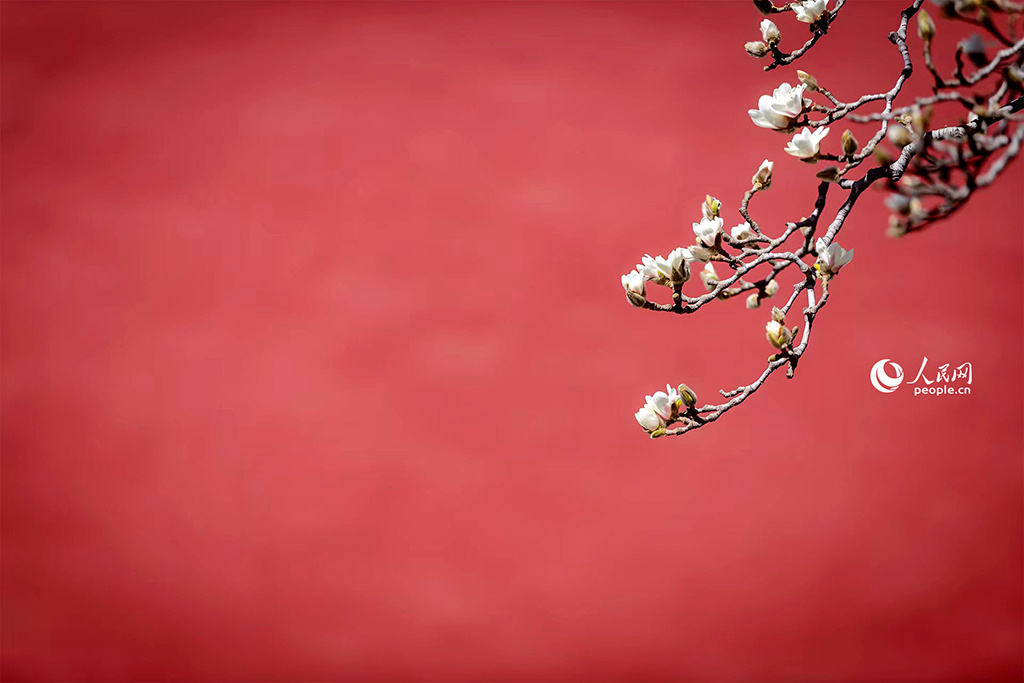 春天花“卉”开朵朵含情迎客来