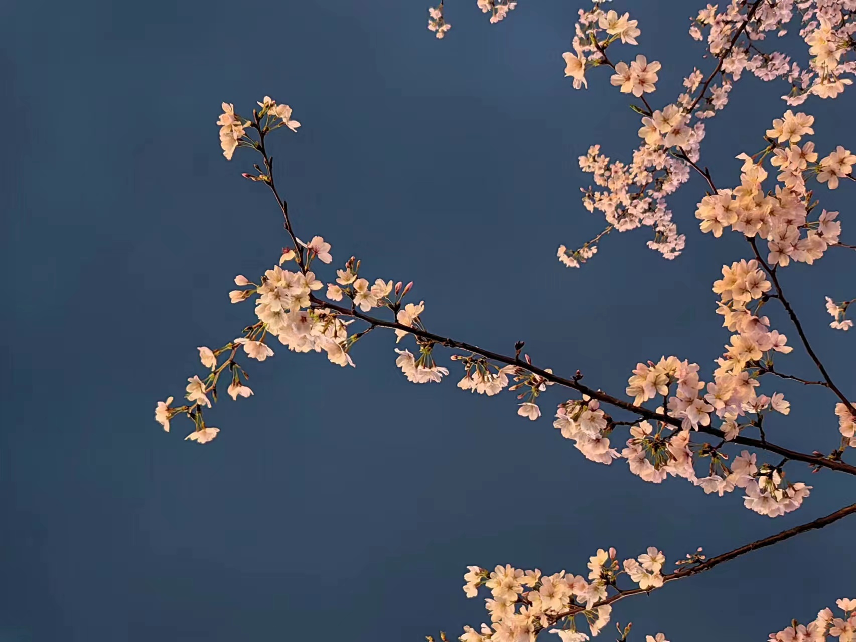 周末相约赏樱花,相约周末赏樱花