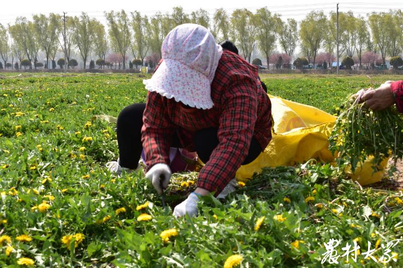 中药材收购价是怎么来的,近期中药材价格上涨