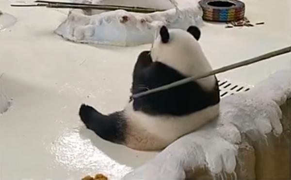 网曝韩国大熊猫饲养员,大熊猫饲养员有多可怕