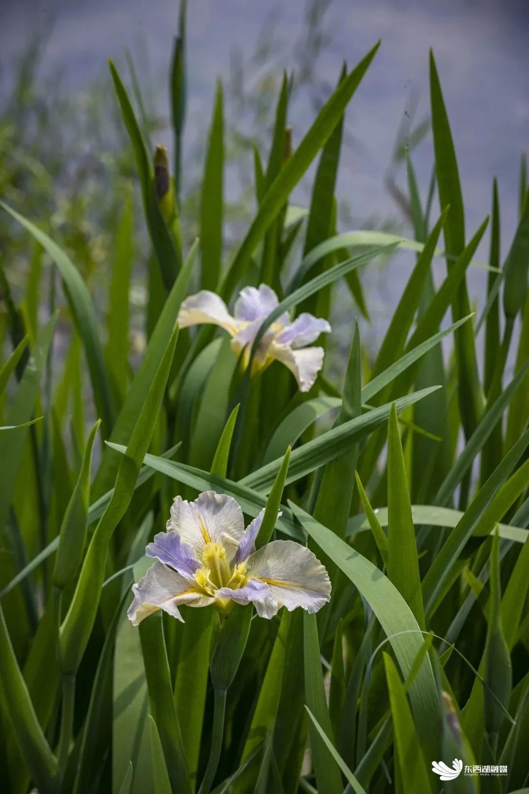 武汉东西湖碧海花园,武汉最大的城中湖东湖