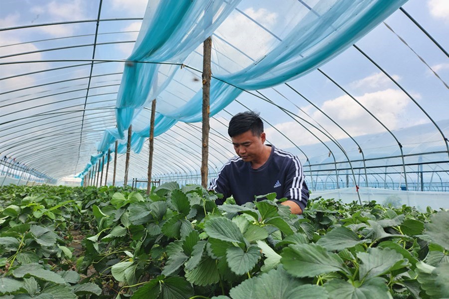 大学生返乡创业有秘笈,大学生回乡创业工作简介