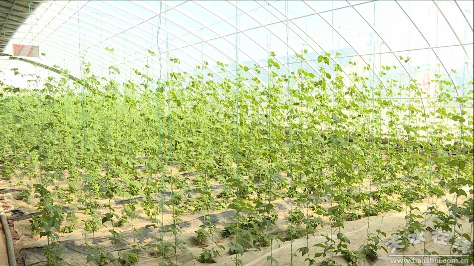 农业产业脱贫增收,秦州区全国农业绿色发展先行区