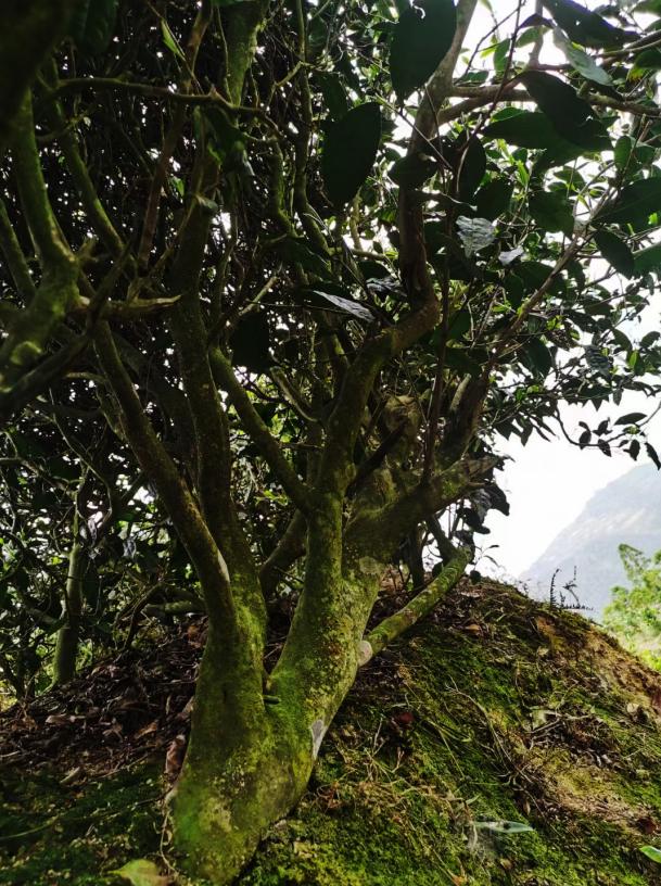 茶农在什么平台上推广茶最有效,茶农如何做好茶叶品牌