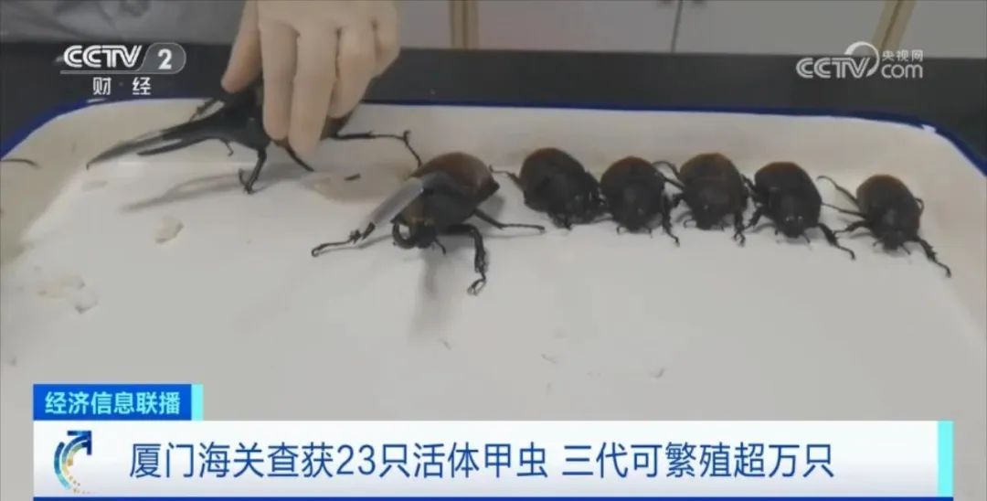 海关截获多只活体甲虫,160只活体昆虫被海关查获助眠