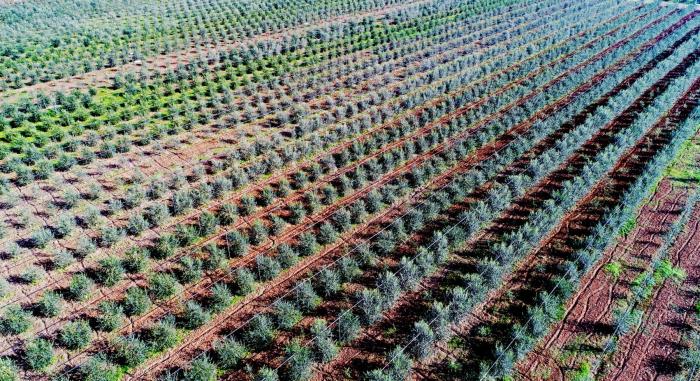 东西问丨赵海云:从地中海“远嫁”而来的油橄榄,如何适应“东方水土”?