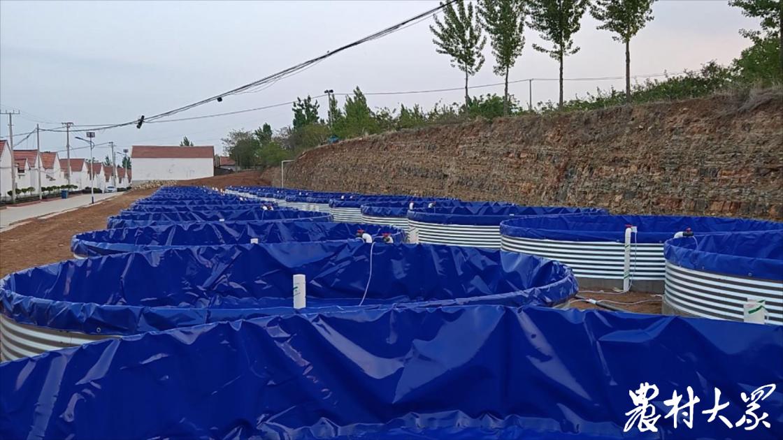 兰寿金鱼一年生几窝,一条兰寿金鱼长大全过程