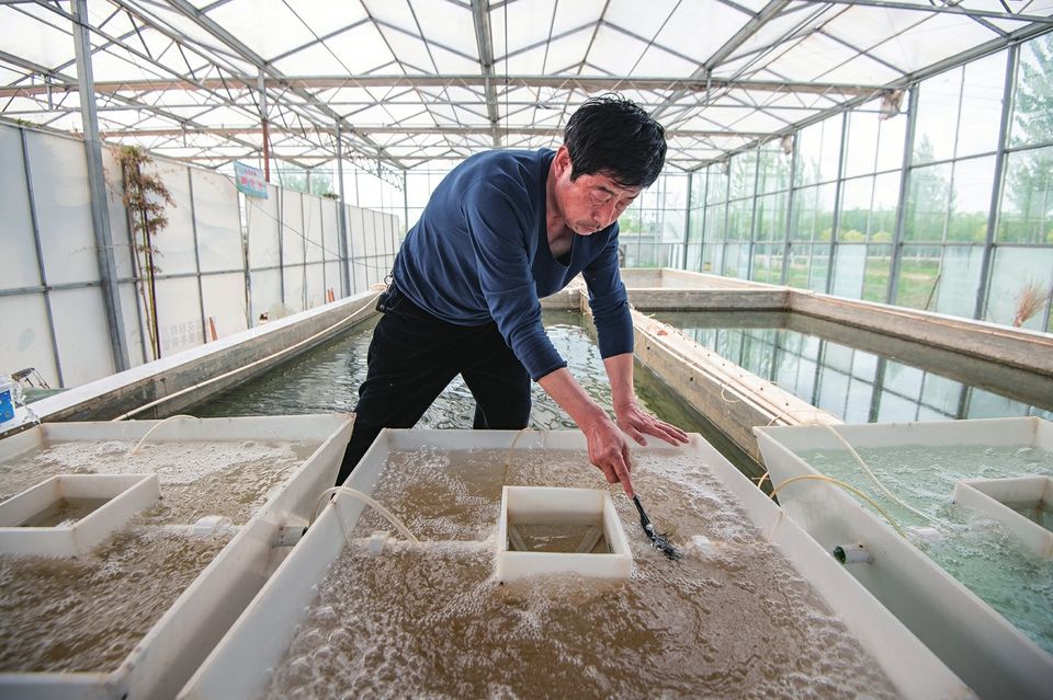 养泥鳅走上致富路,不少人依靠养殖泥鳅走上致富之路