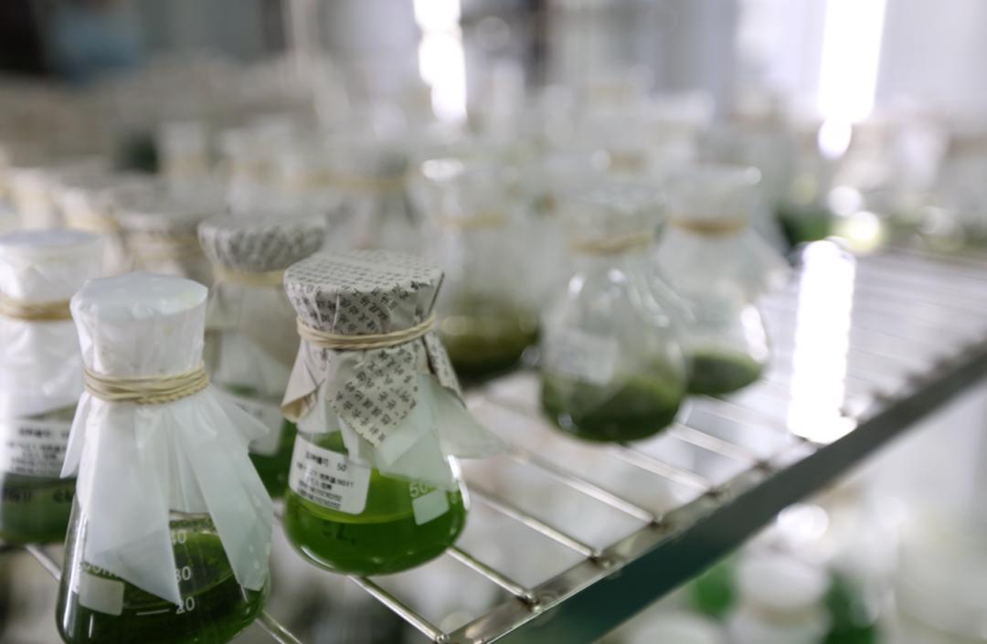 微藻能积累什么,微藻培养的好处