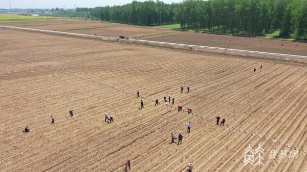 盐城生态高效农业示范园,响水黄河故道振兴视频