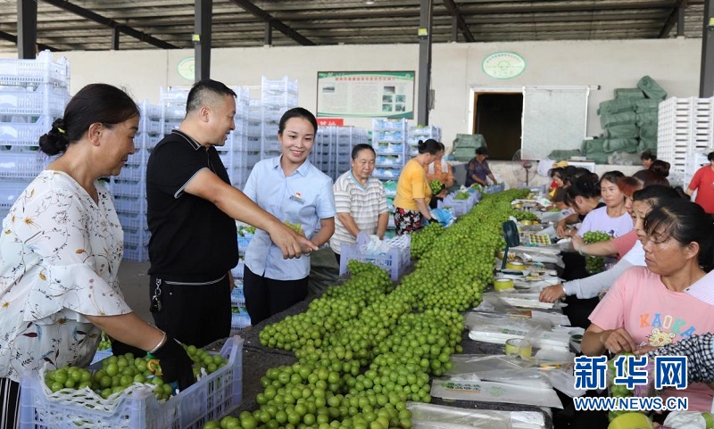 乡村振兴助农湖北,农村金融如何助力乡村振兴