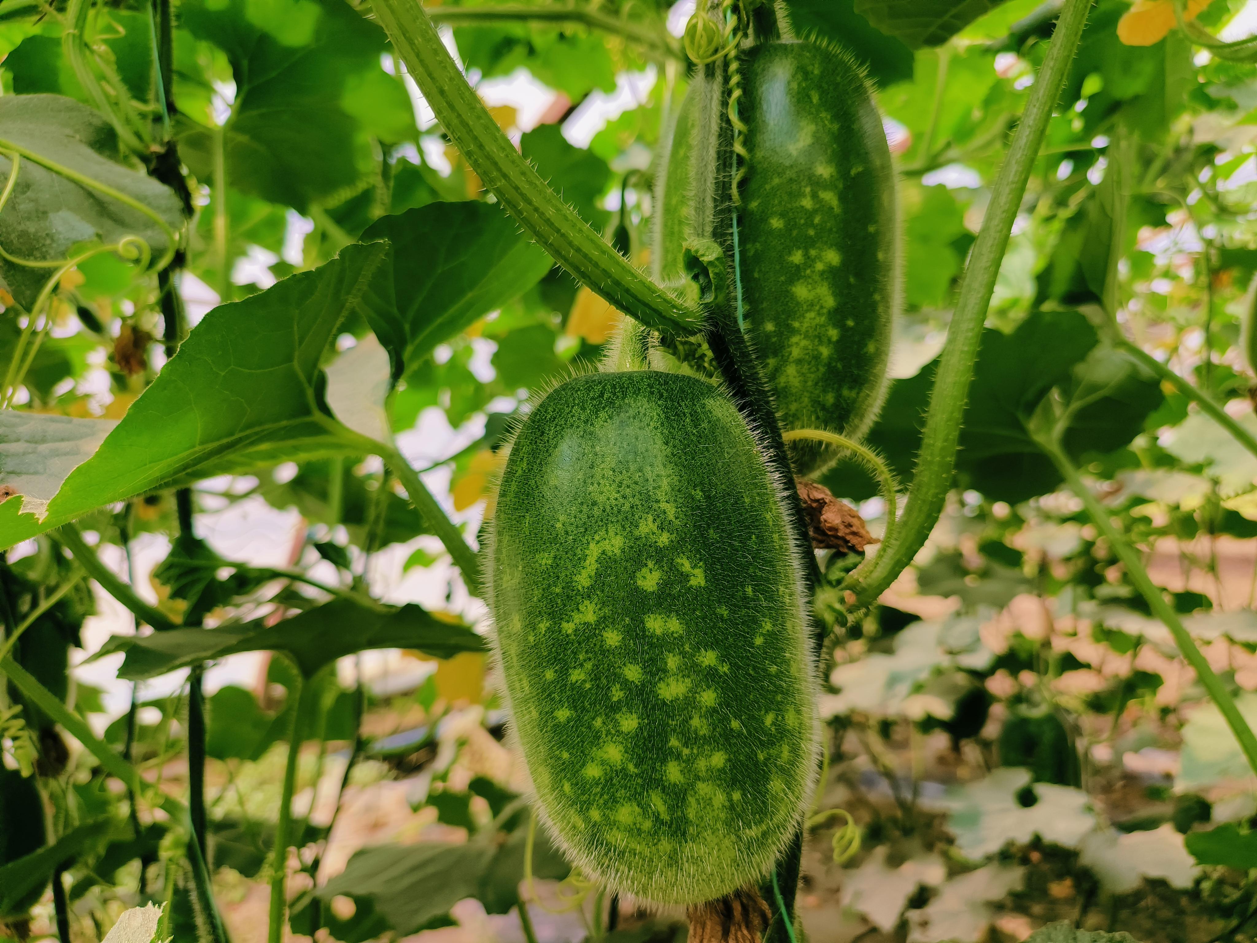 大棚经济打造乡村振兴新引擎,农业大棚如何助推乡村振兴