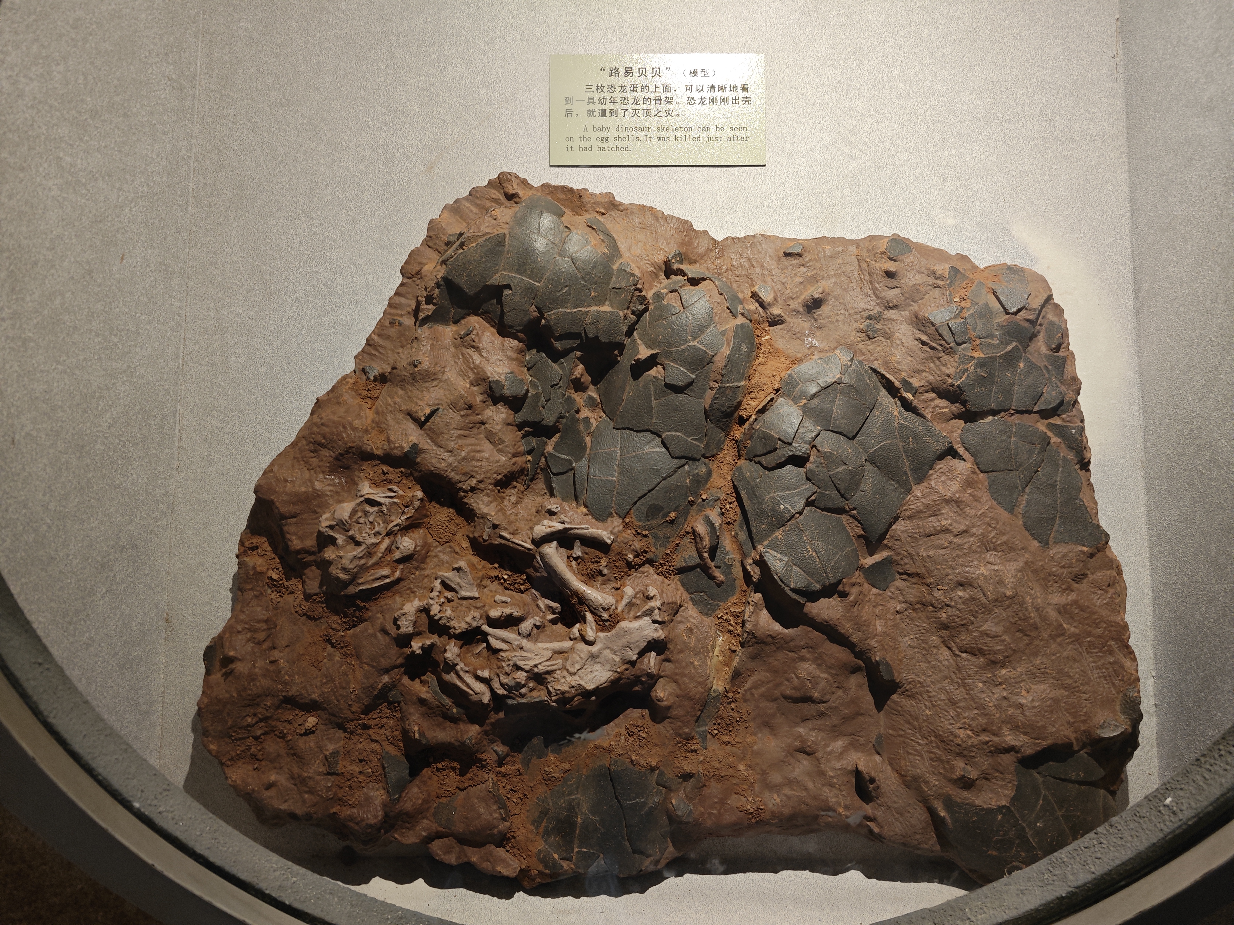 带你走进郑州自然博物馆,郑州有哪些带有恐龙化石的博物馆