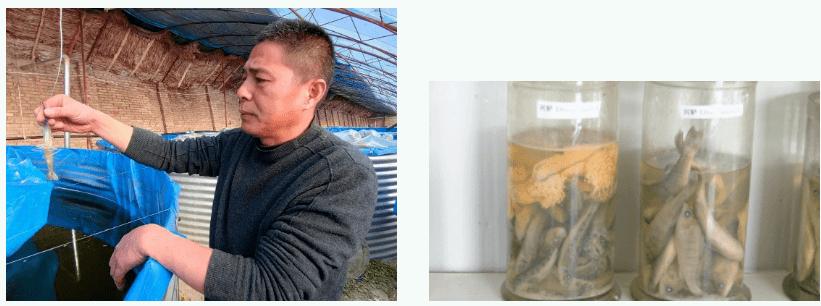 牛湖小龙虾,牛棚小龙虾