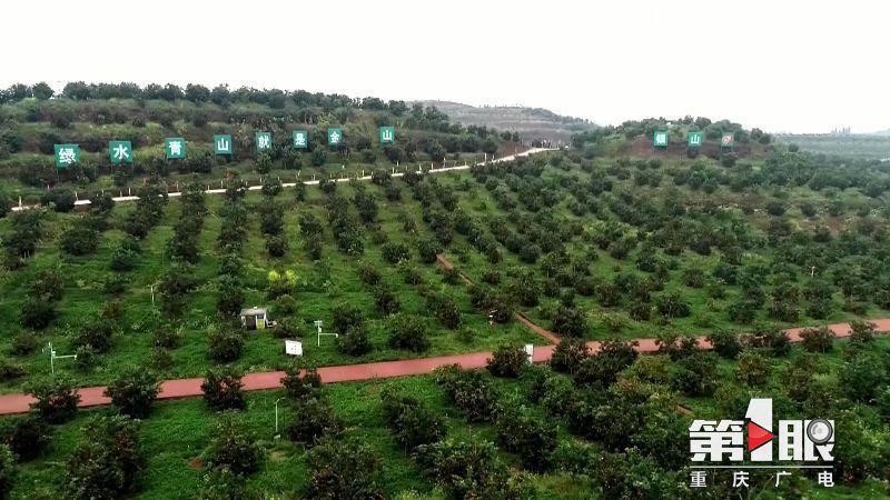 第1眼重庆广电消息,重庆广电官网