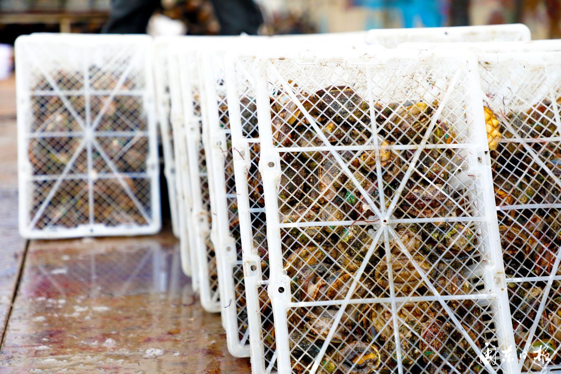 霞浦池澳村：南来北往聚渔村只缘养鲍“钱”景好