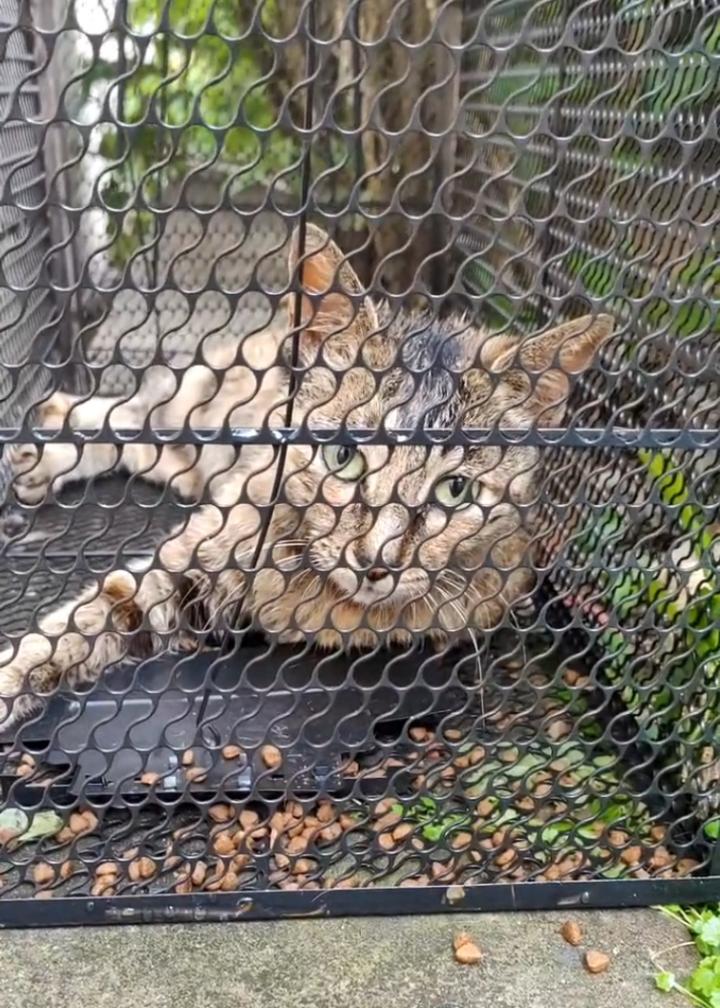 野猫抓伤小孩,抓伤的小猫