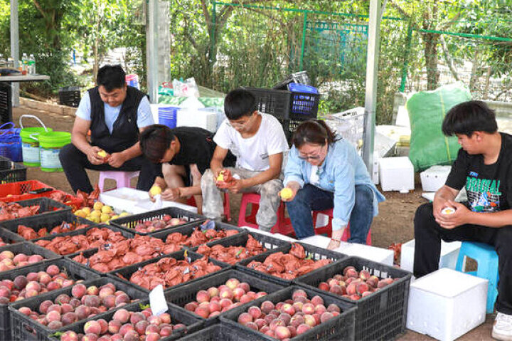 富源黄桃基地,黄桃喜获丰收带动贫困户致富