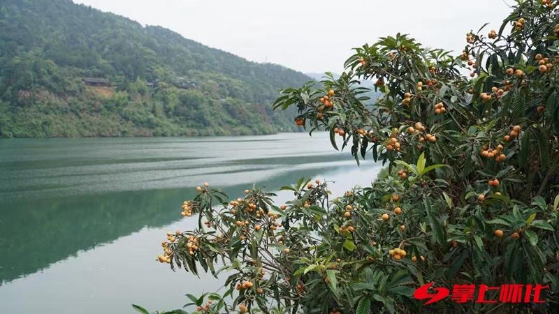 枇杷丰收果农采摘,枇杷丰收滋味甜农民增收喜开颜