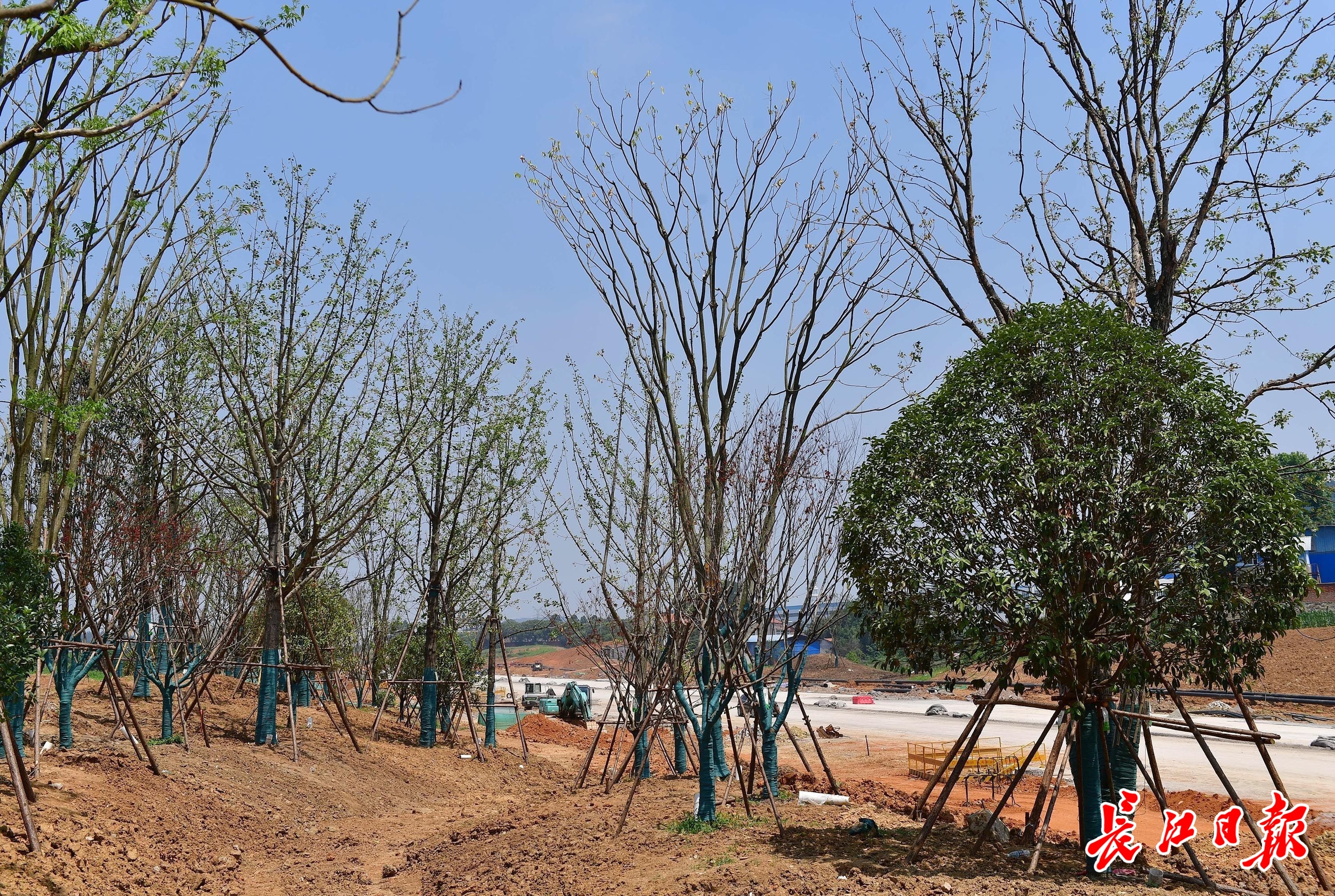 为小动物建通道，江夏多了一条串山连湖的绿色门户大道