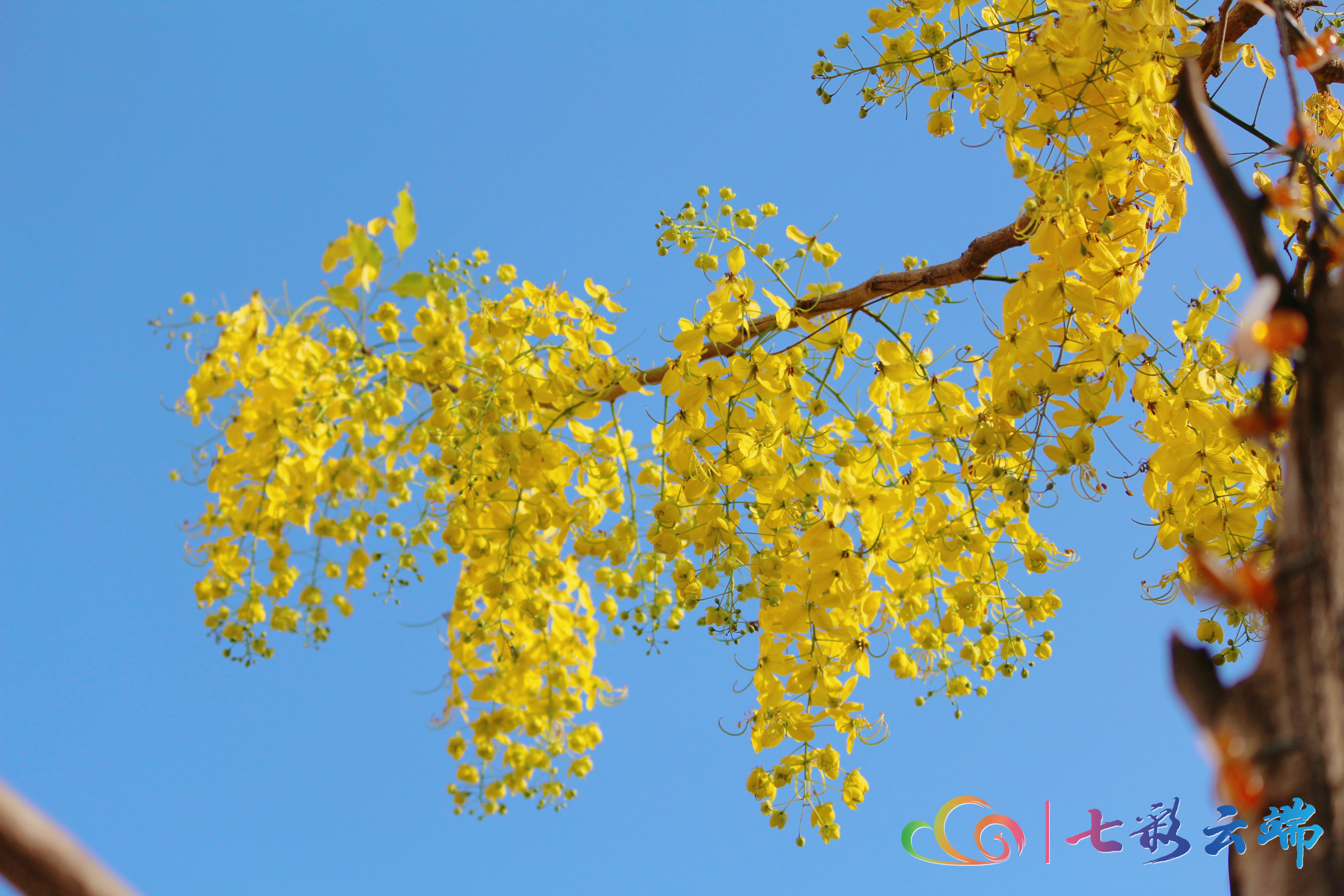 金链花视频,金莲花在街头绚丽绽放