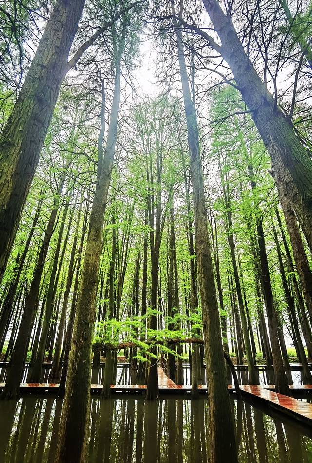 苏中自驾游‖这座城存下了我的一份醉心