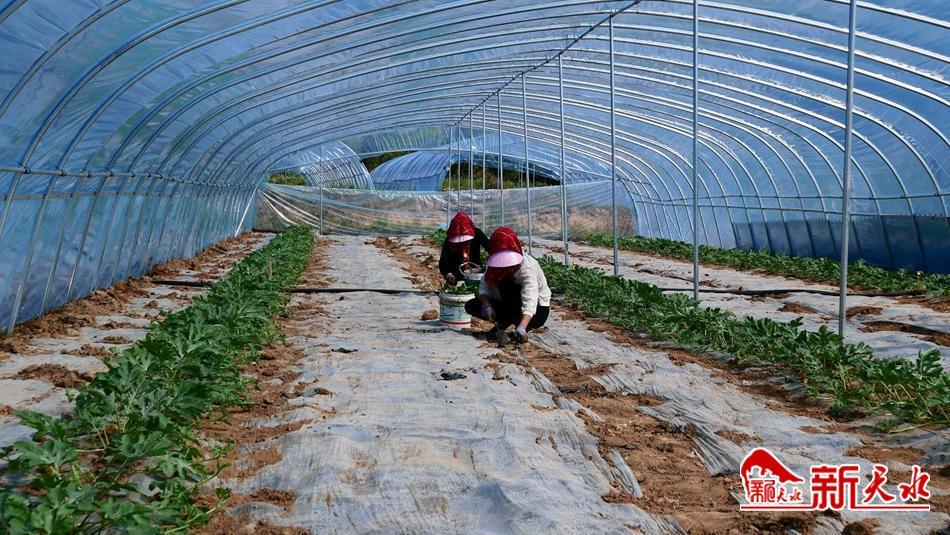 武山蔬菜简介,武山人文历史