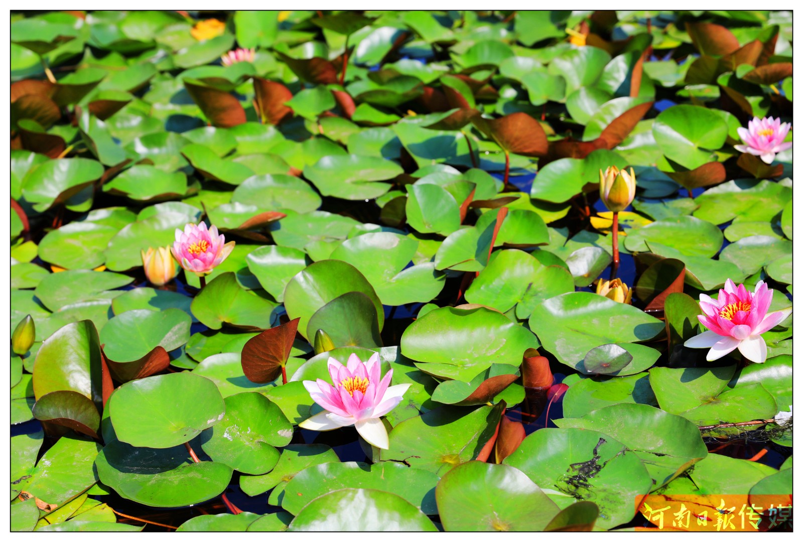 你还没有来过郑州之林？这座空气清新负氧离子爆棚的城市公园值得你来美景打卡