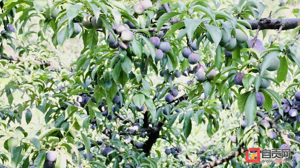 富全镇蒲余村,沿滩富全镇