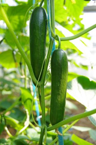 金陵黛玉樱桃品种介绍,金陵林黛玉